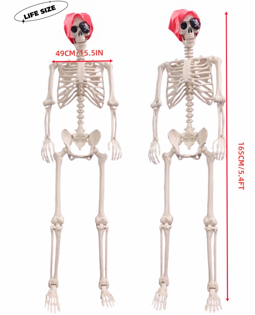 Life Size Posable Skeleton Decoration O9264