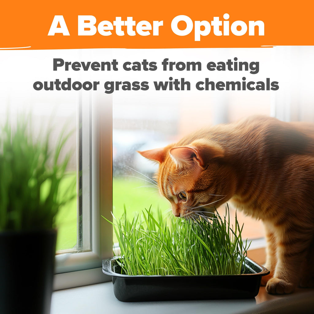 Organic Cat-Grass Seed Mix 4 oz B326015