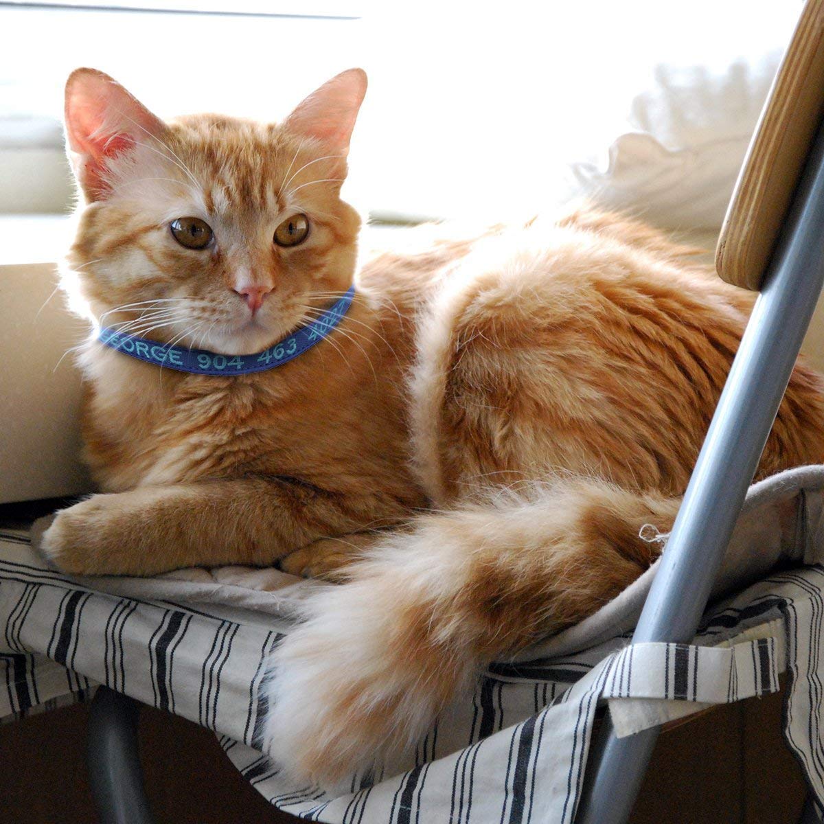 Nylon Cat Collar with Bell F69825