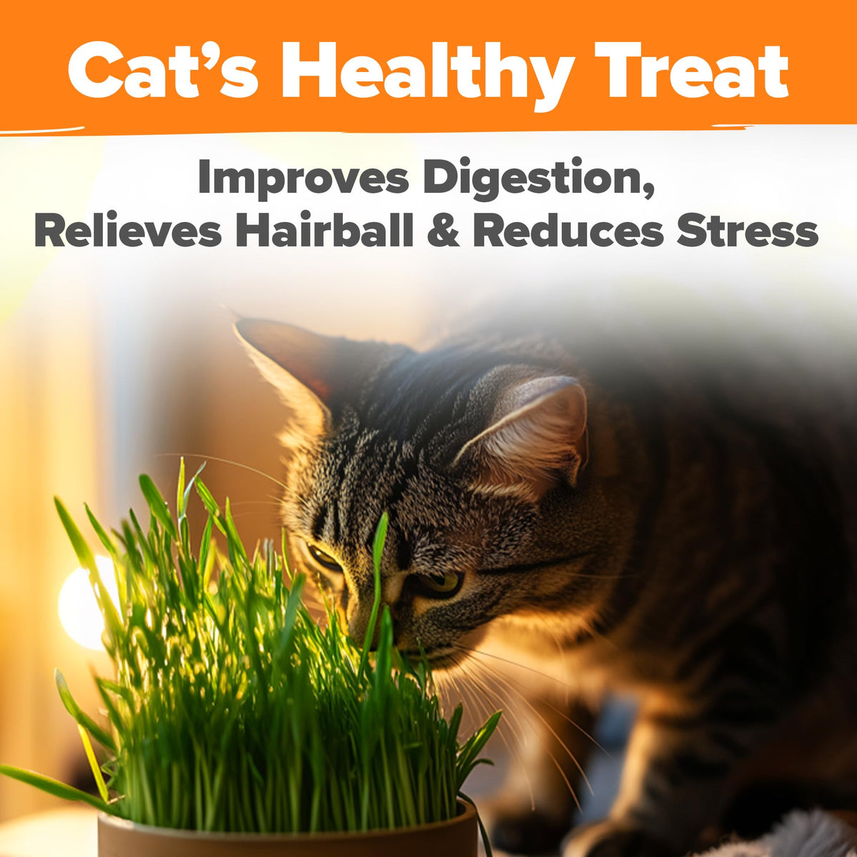 Organic Cat-Grass Seed Mix 4 oz B326015