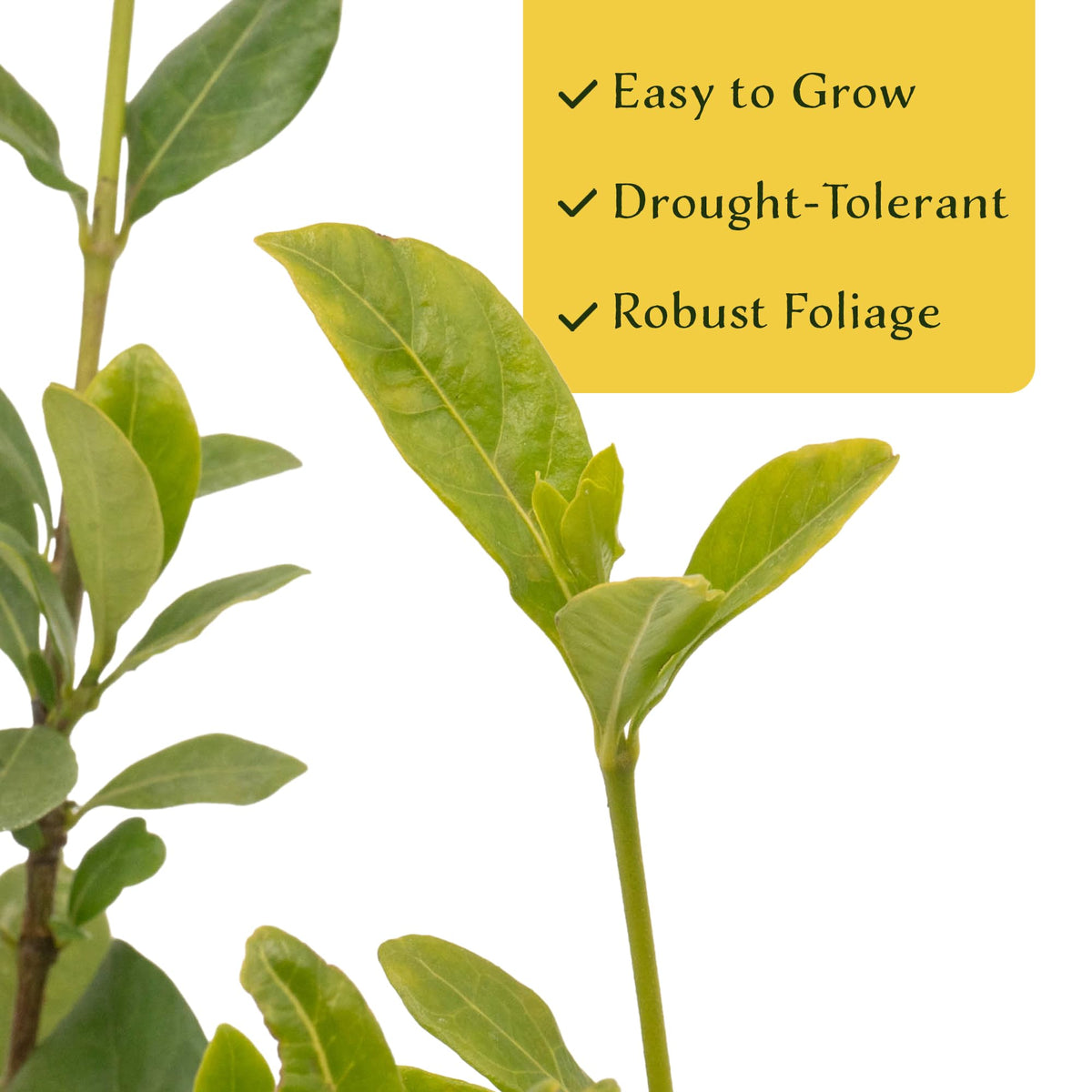 White Gardenia Shrubs Live Plants 2.5-inch Z905