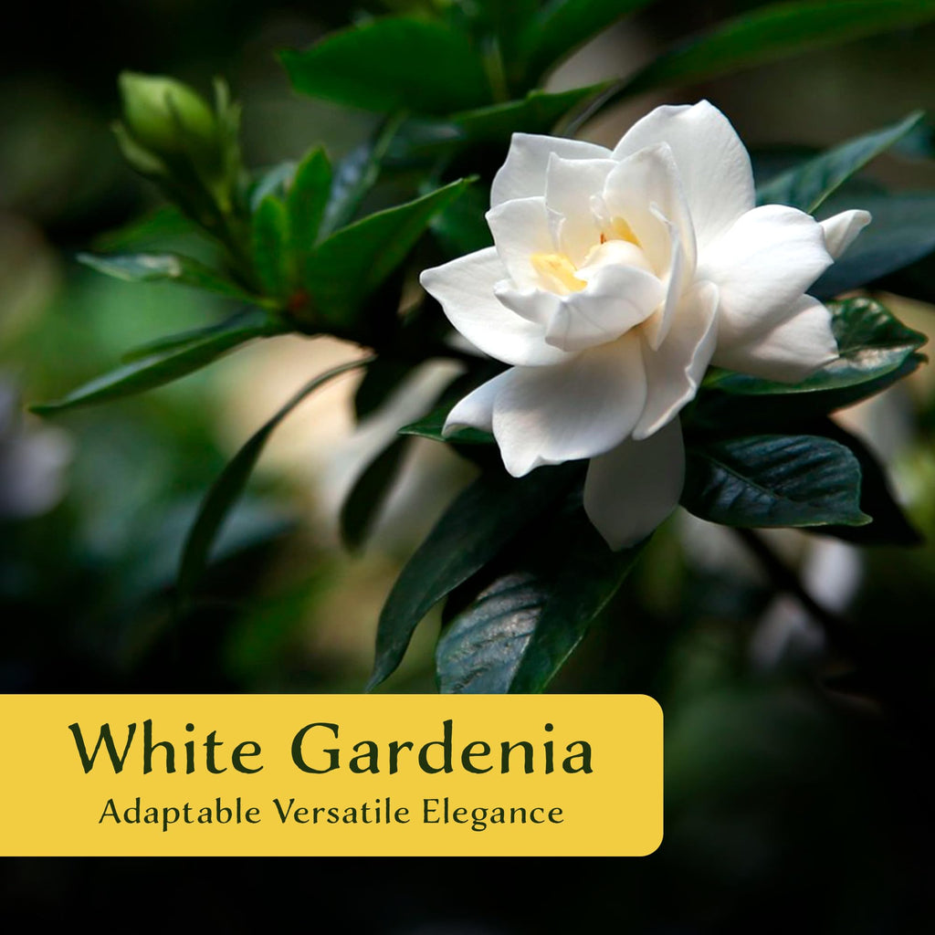 White Gardenia Shrubs Live Plants 2.5-inch Z905
