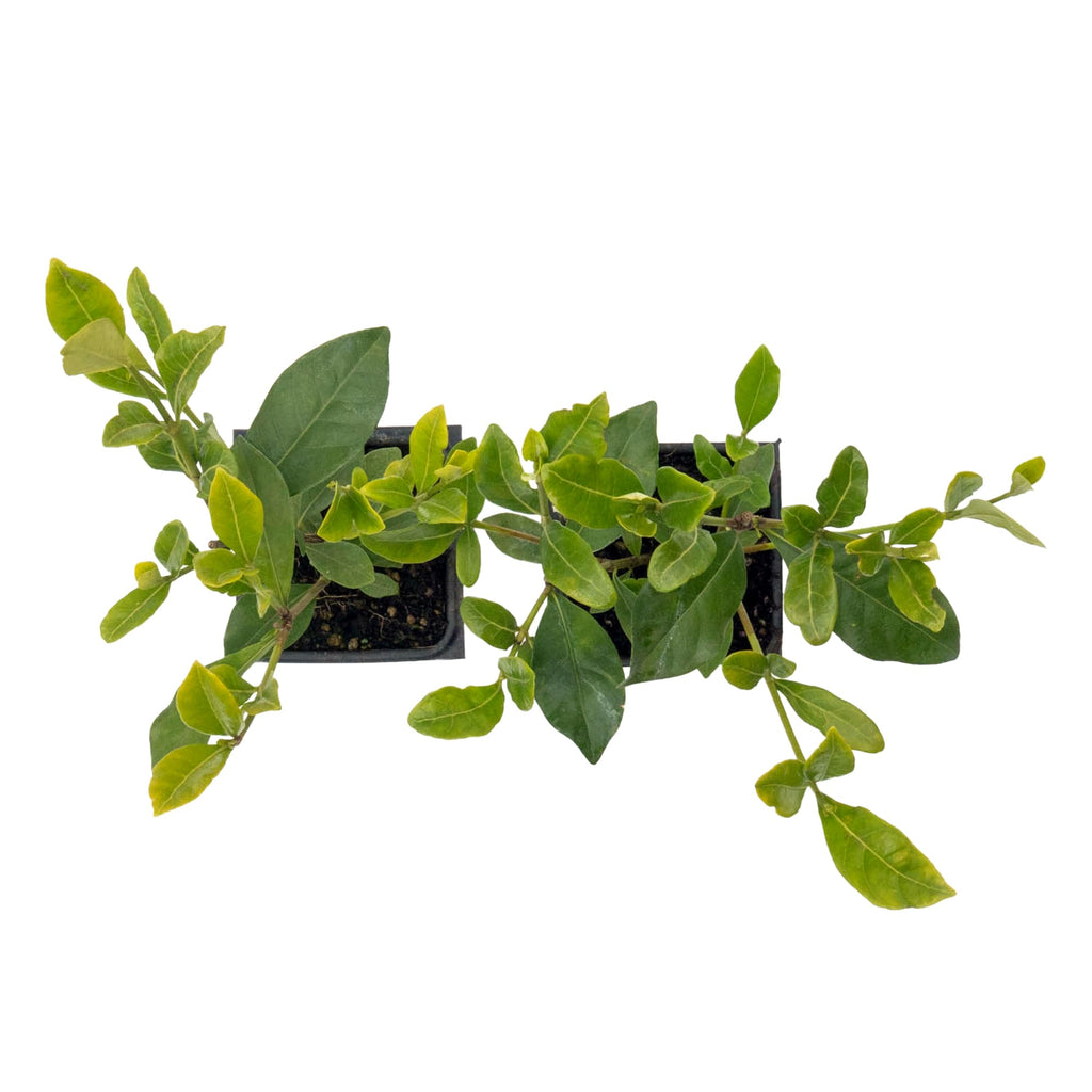 White Gardenia Shrubs Live Plants 2.5-inch Z905