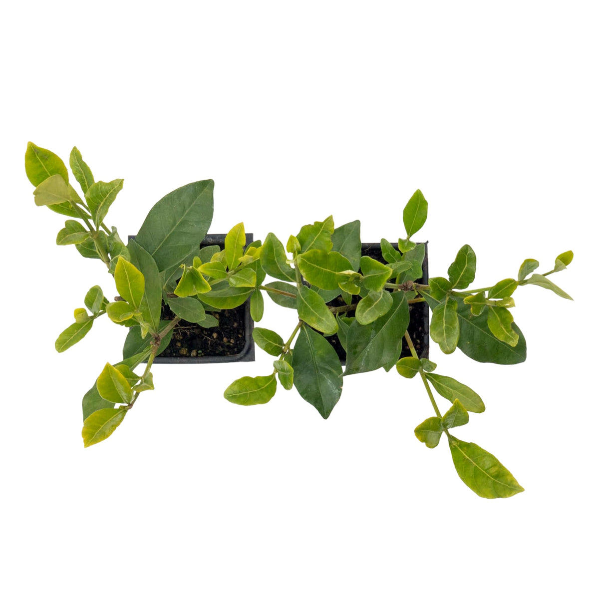 White Gardenia Shrubs Live Plants 2.5-inch Z905