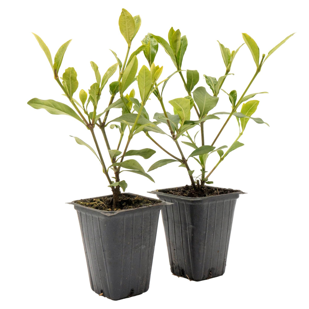 White Gardenia Shrubs Live Plants 2.5-inch Z905