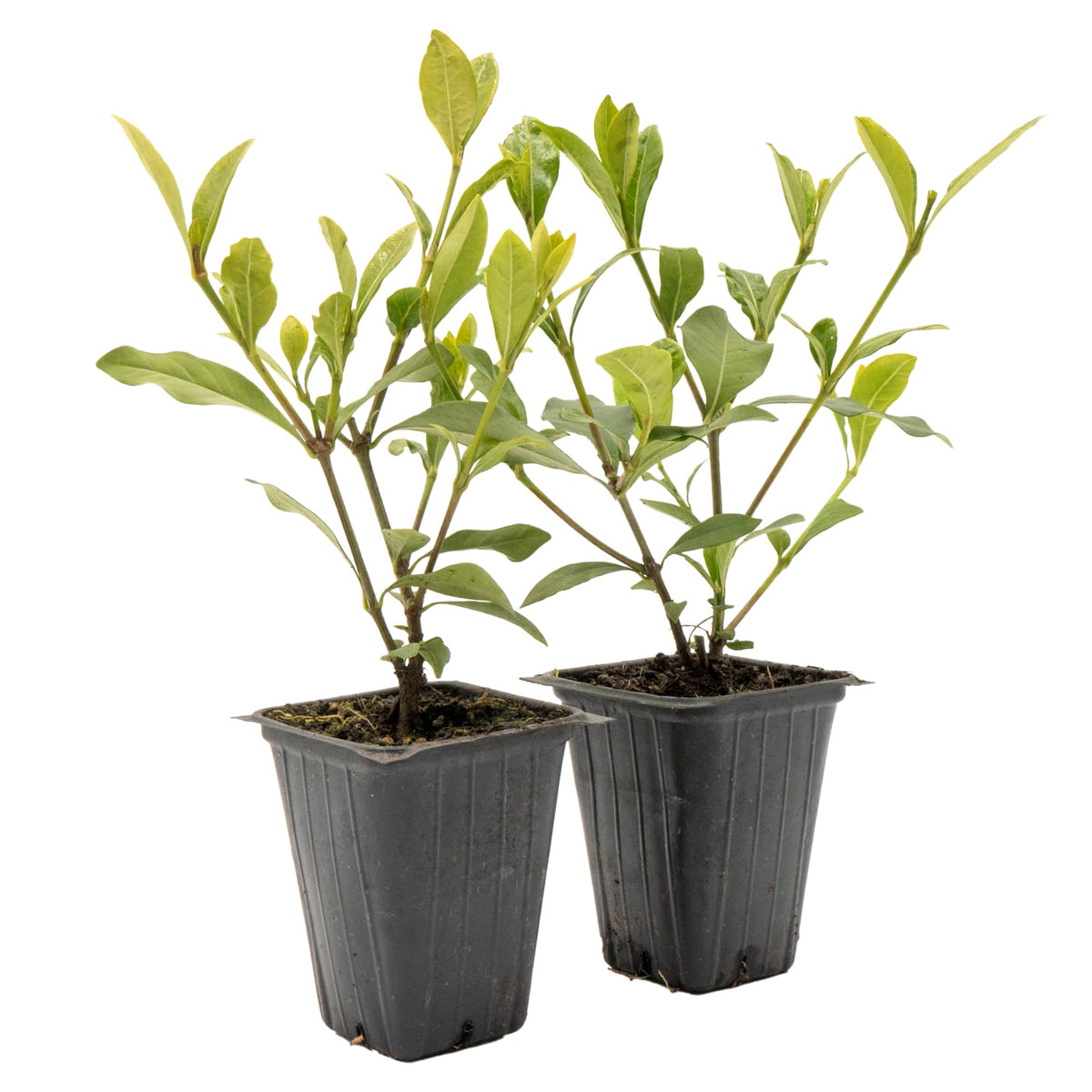 White Gardenia Shrubs Live Plants 2.5-inch Z905