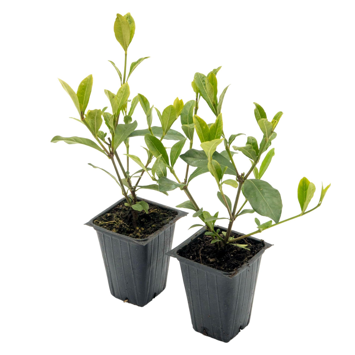 White Gardenia Shrubs Live Plants 2.5-inch Z905