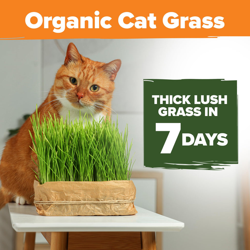 Organic Cat-Grass Seed Mix 4 oz B326015